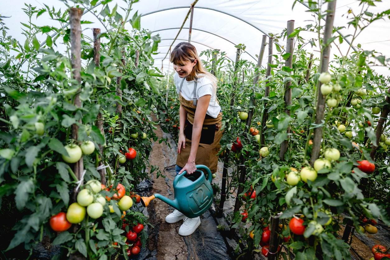 Innaffi i pomodori la sera d'estate? Ecco perché rischi di perdere il raccolto — Giardino e terrazza