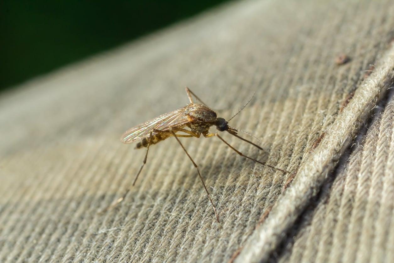 That Buzzing Sound at 2 A.M.? These Cheap Home Tricks Keep Mosquitoes Away Till Morning — Household