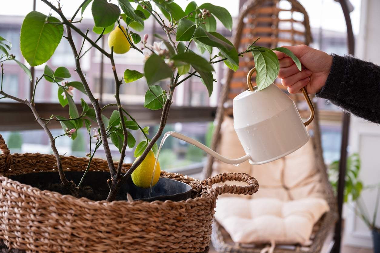 Zitronenbaum zu Hause ziehen: So holen Sie sich mediterranes Flair in wenige Schritten — Deko
