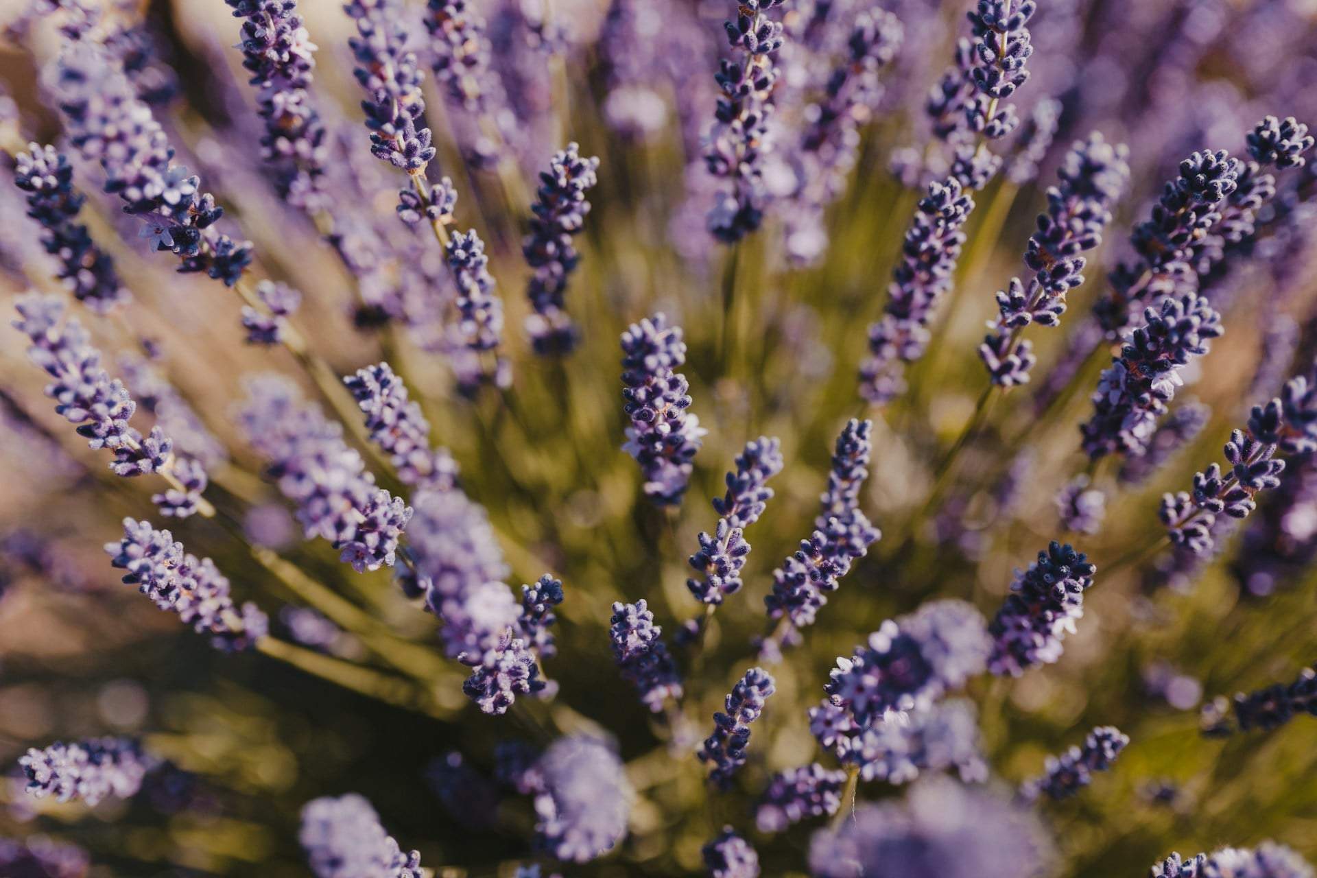 How to keep lavender beautiful for years: the rules every gardener should know — Garden & terrace