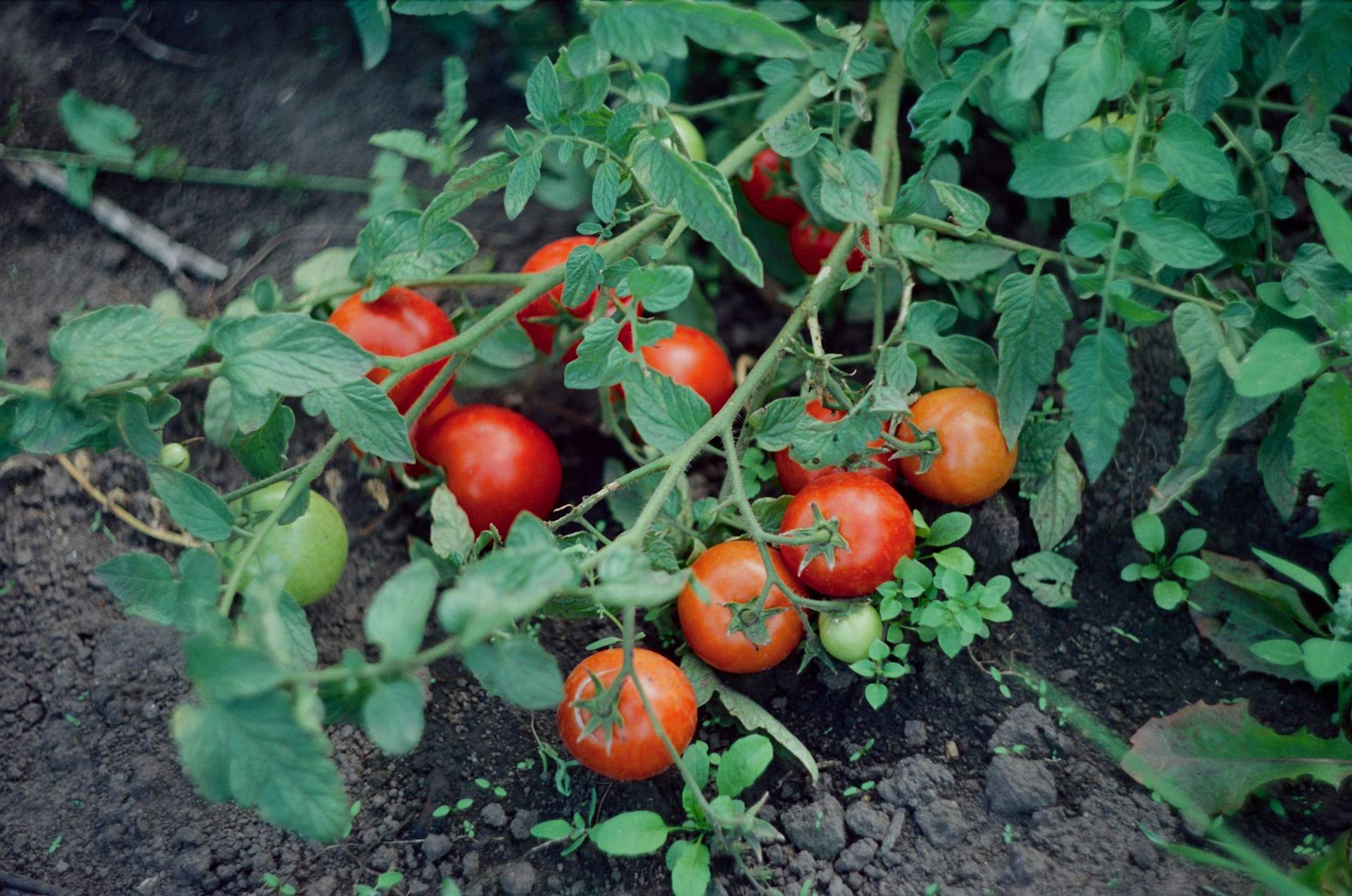 Non piantare mai questa pianta vicino ai pomodori: distrugge il raccolto — Giardino e terrazza