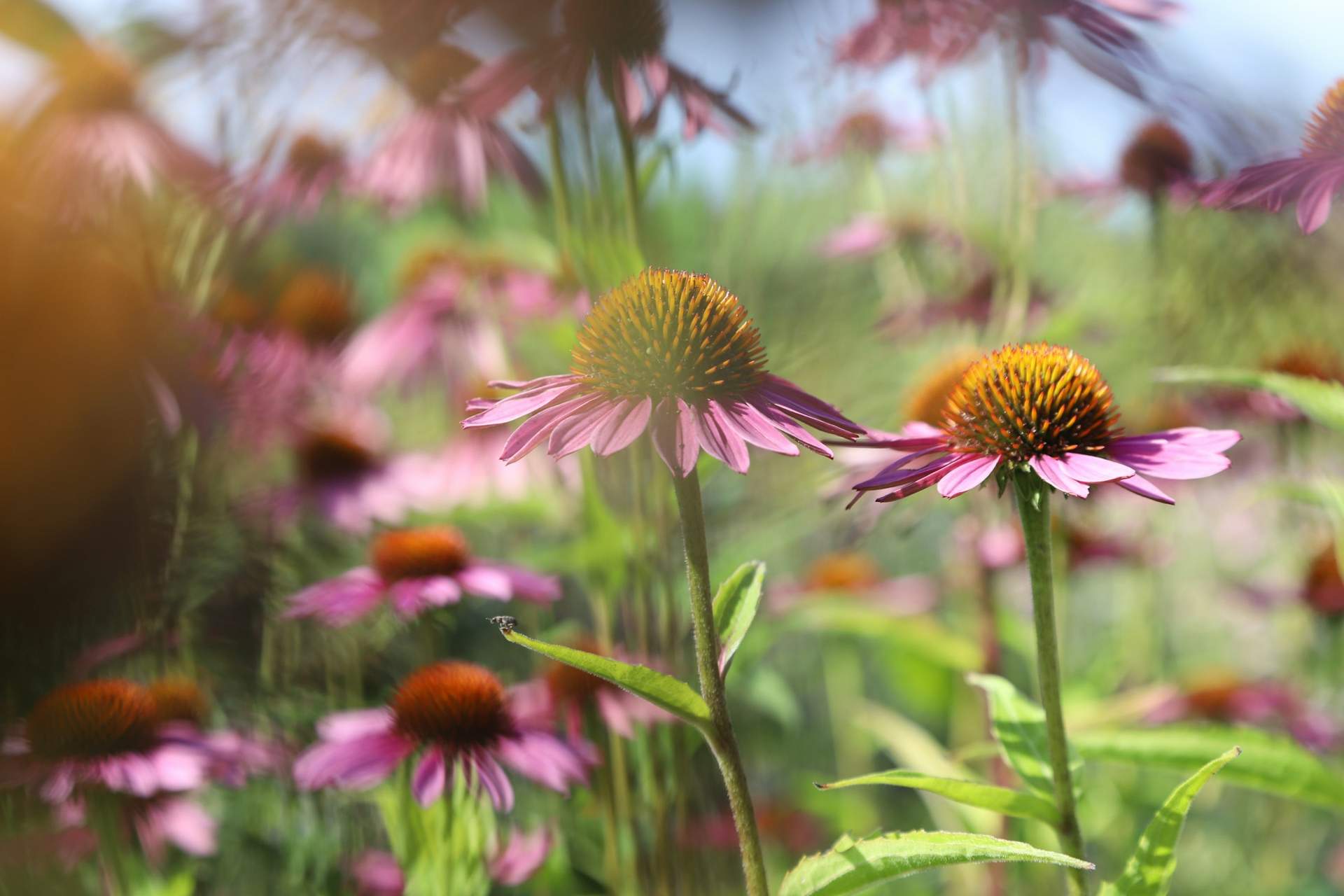 Pianta queste varietà ad agosto e il tuo giardino sarà in fiore a settembre — Giardino e terrazza