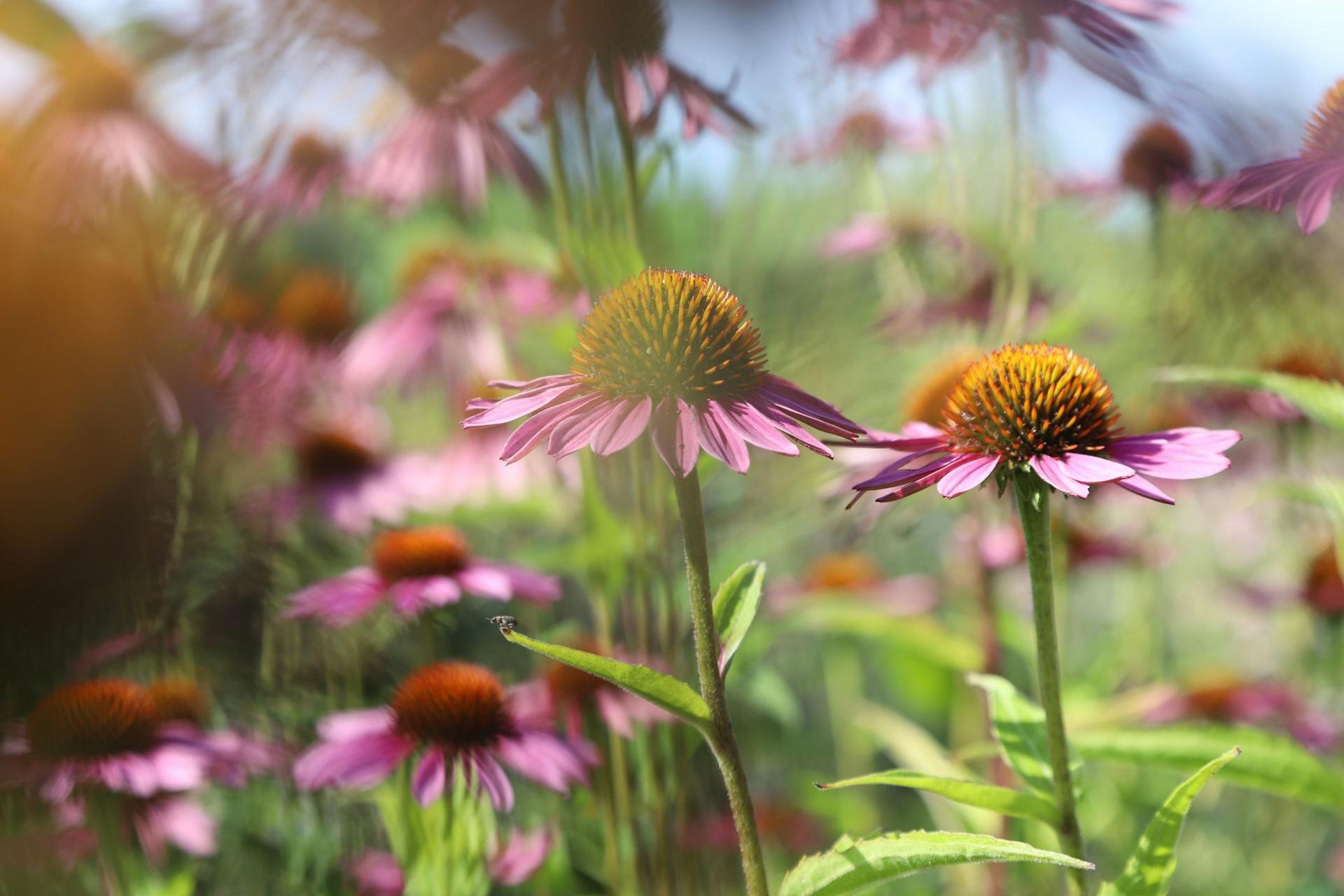 Pianta queste varietà ad agosto e il tuo giardino sarà in fiore a settembre — Giardino e terrazza