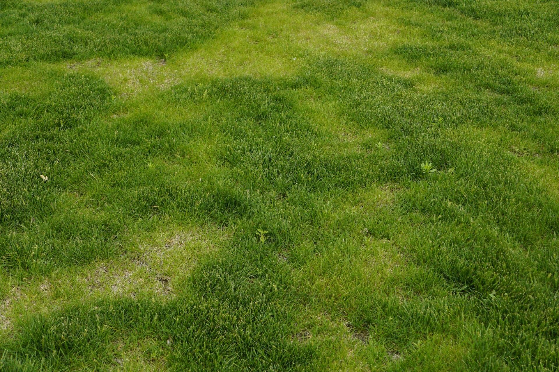 Des taches brûlées dans votre pelouse ? Ce remède maison à quelques centimes la fait reverdir — Jardin et terrasse