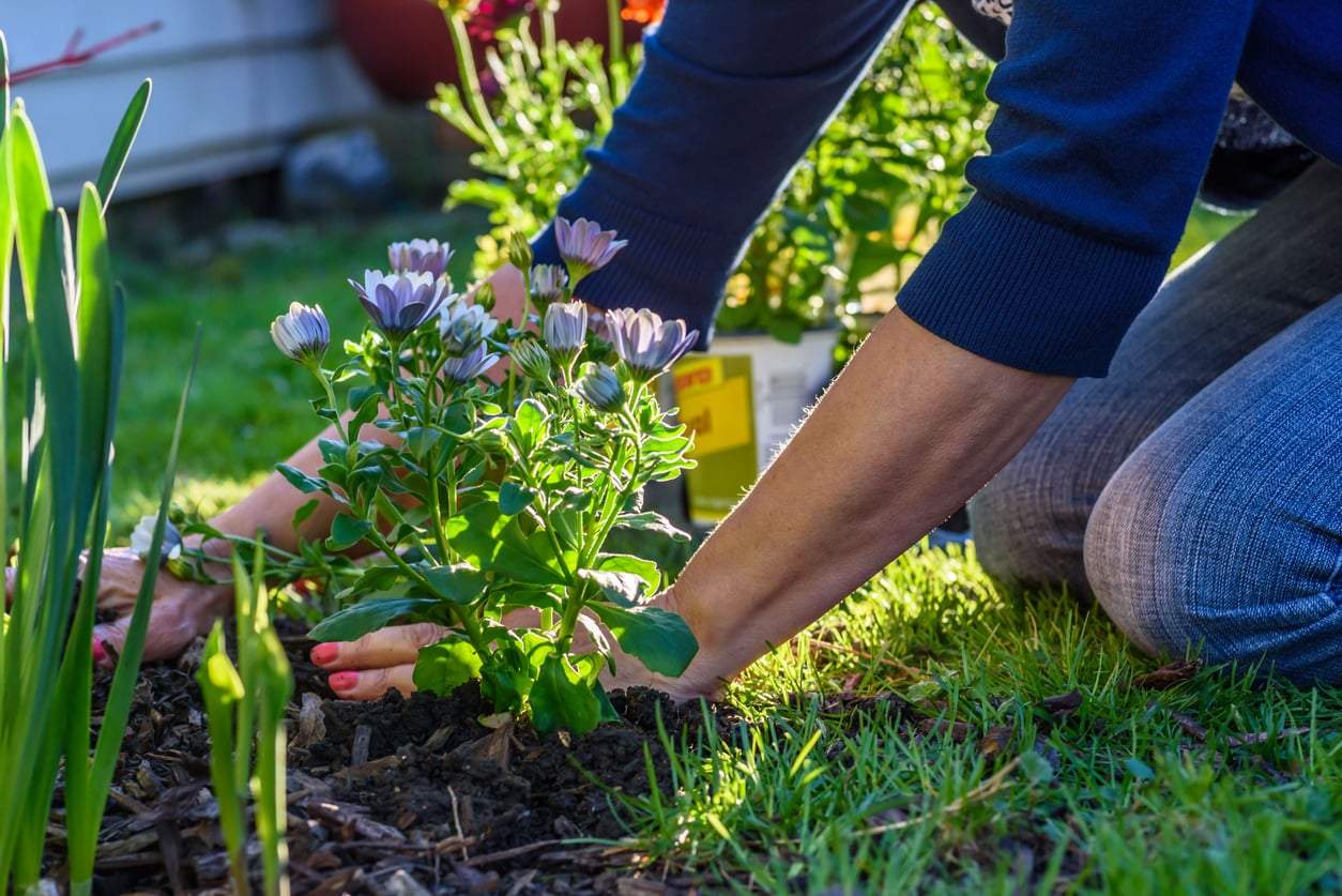 12 meses, 12 plantas: lo que deberías plantar este otoño según tu mes de nacimiento — Estilo de vida