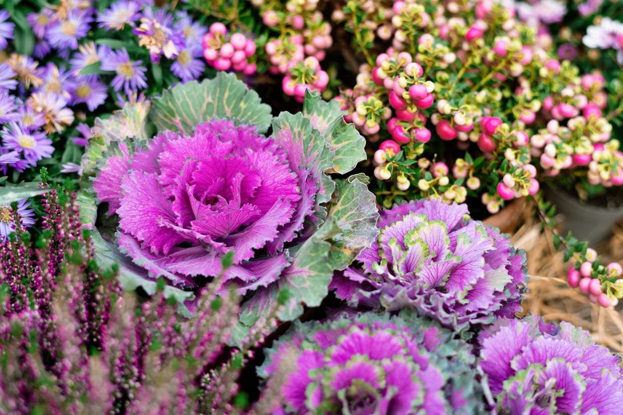 Dimentica i crisantemi: 7 fiori autunnali che trasformeranno il tuo terrazzo — Arredo