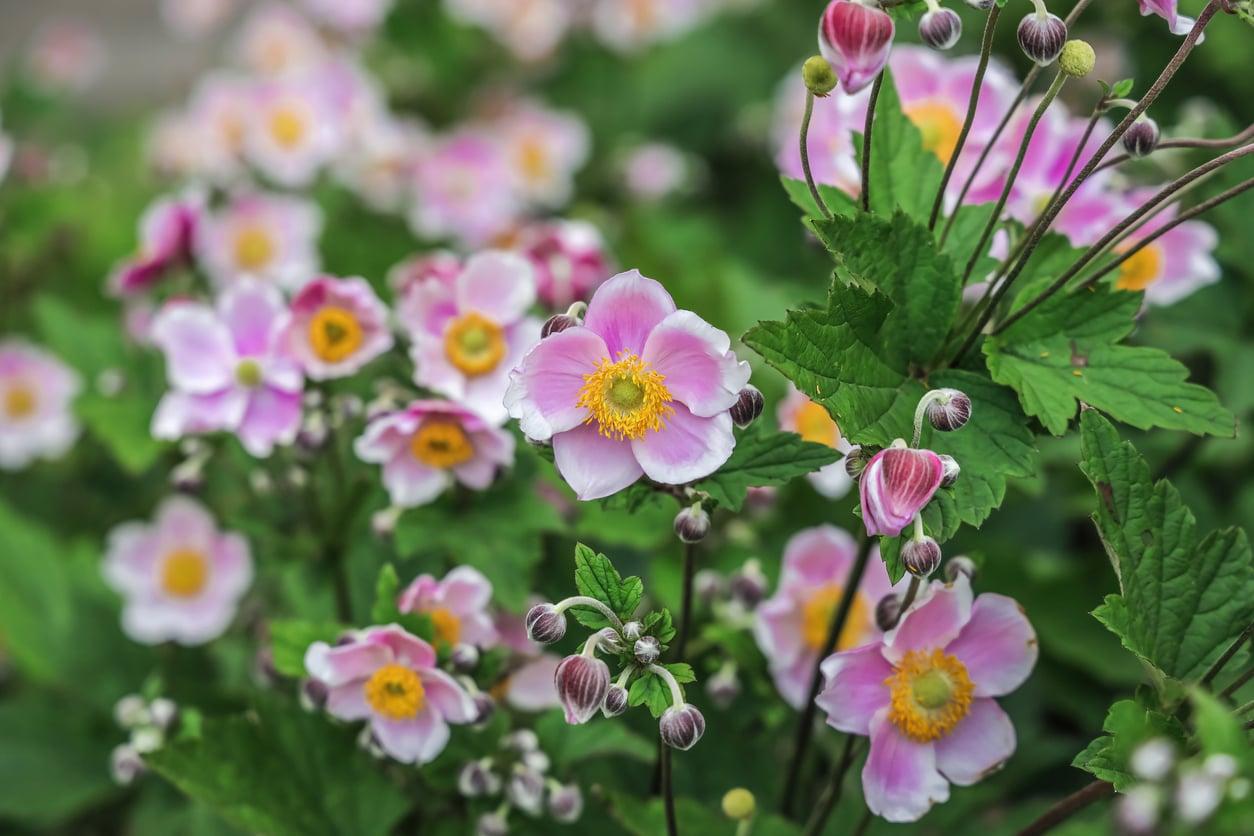 5+1 piante straordinarie che rendono il giardino spettacolare anche in autunno — Giardino e terrazza
