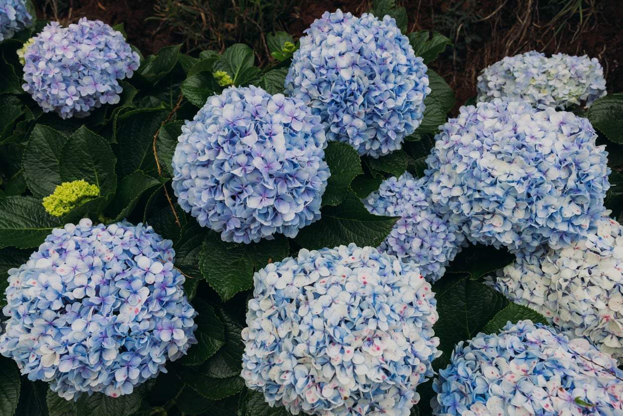 L'ortensia sul terrazzo appassisce con il freddo autunnale? Un cucchiaio di questo e tornerà a fiorire — Giardino e terrazza
