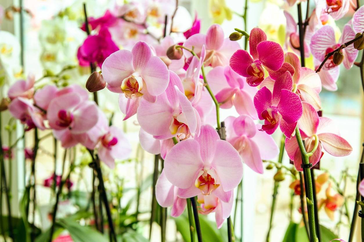 3 Fehler bei der Orchideenpflege, die verhindern, dass sie jemals wieder blüht