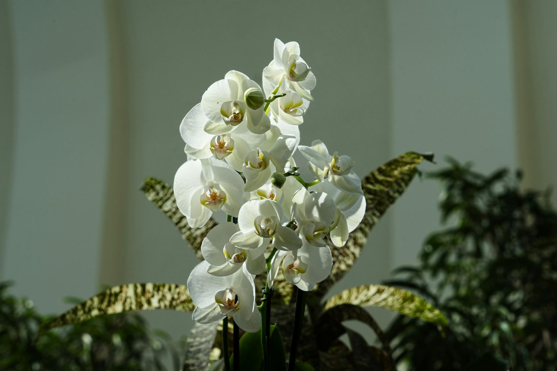7 Houseplants That Symbolize Harmony and Calm — and Actually Look Beautiful Too — Decor