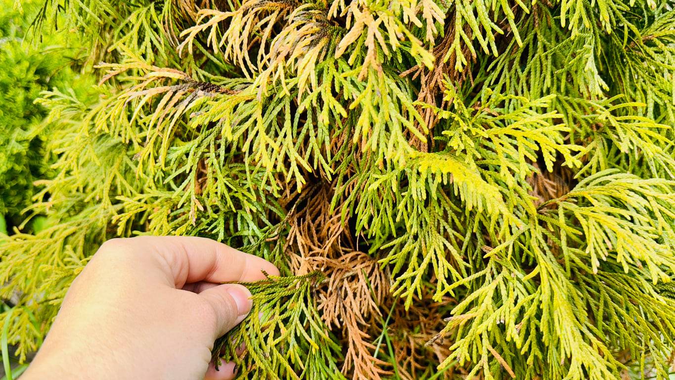 Thuja wird braun und gelb? Das solltest du noch im Herbst tun, bevor es zu spät ist