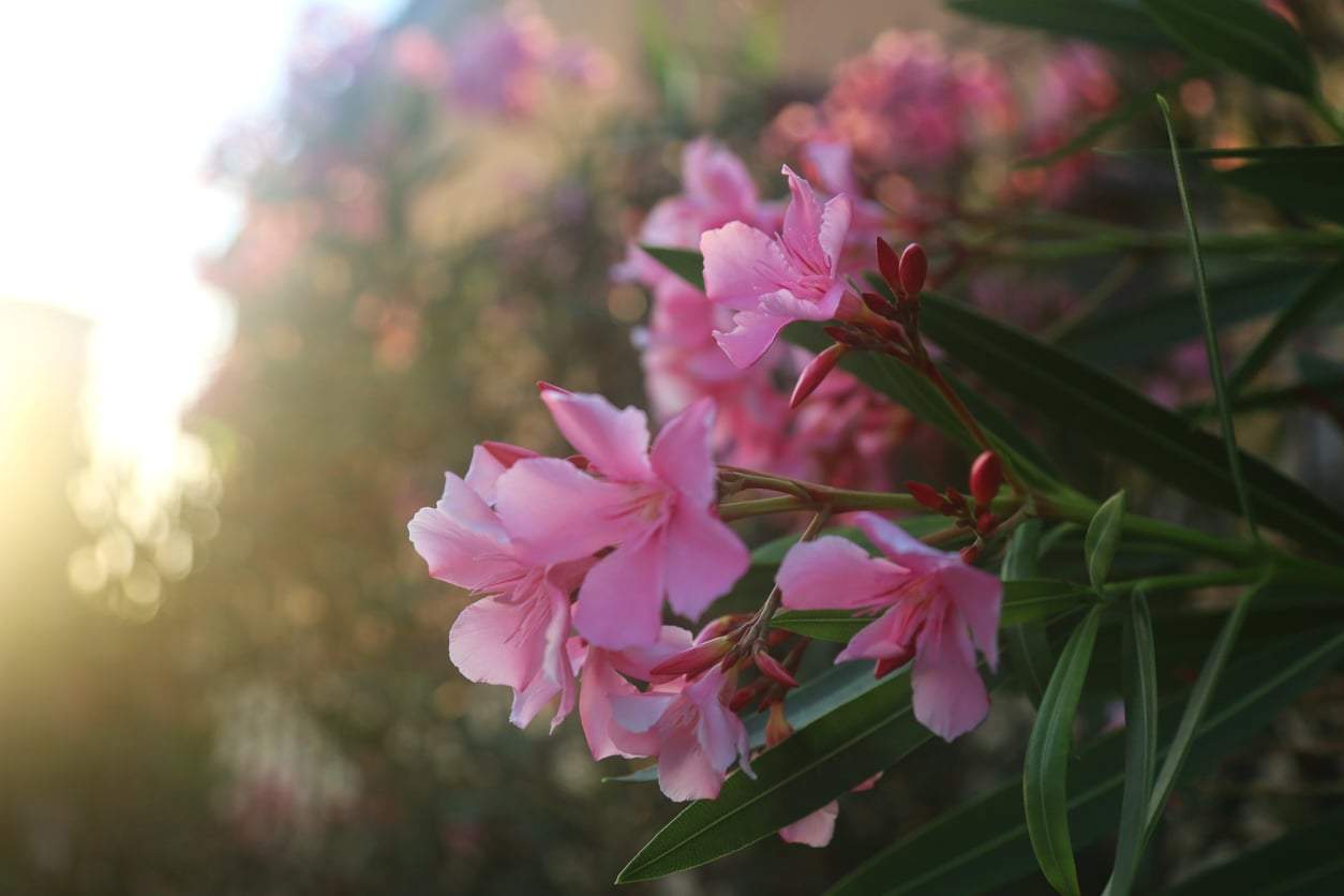 When to Bring Your Oleander Inside for Winter — and How to Keep It Thriving Until Spring — Garden & terrace