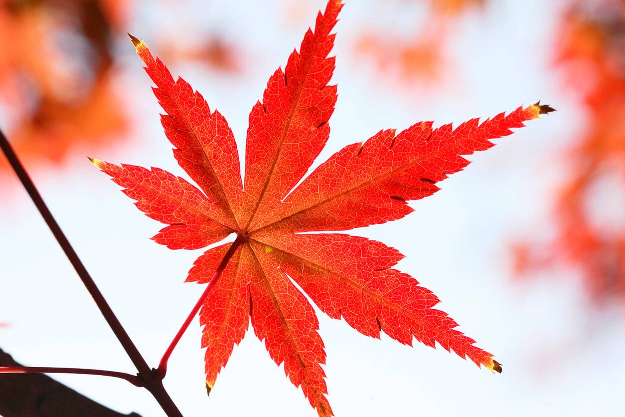 Choisis une feuille d'automne et découvre ce qu'octobre te réserve